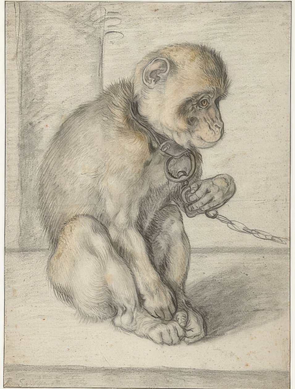 Siedząca małpa na łańcuchu. 1592-1602 autorstwa Hendrik Goltzius