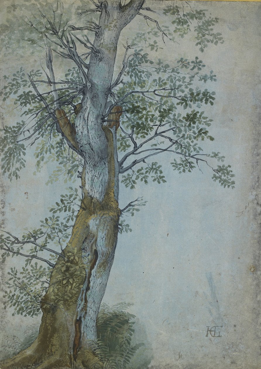 Study of a Tree, 1597-99 (długopis w ciemnobrązowym tuszu, pędzel w toalecie i kolorze nadwozia, podkreślony bielą na niebieskim papierze) autorstwa Hendrik Goltzius