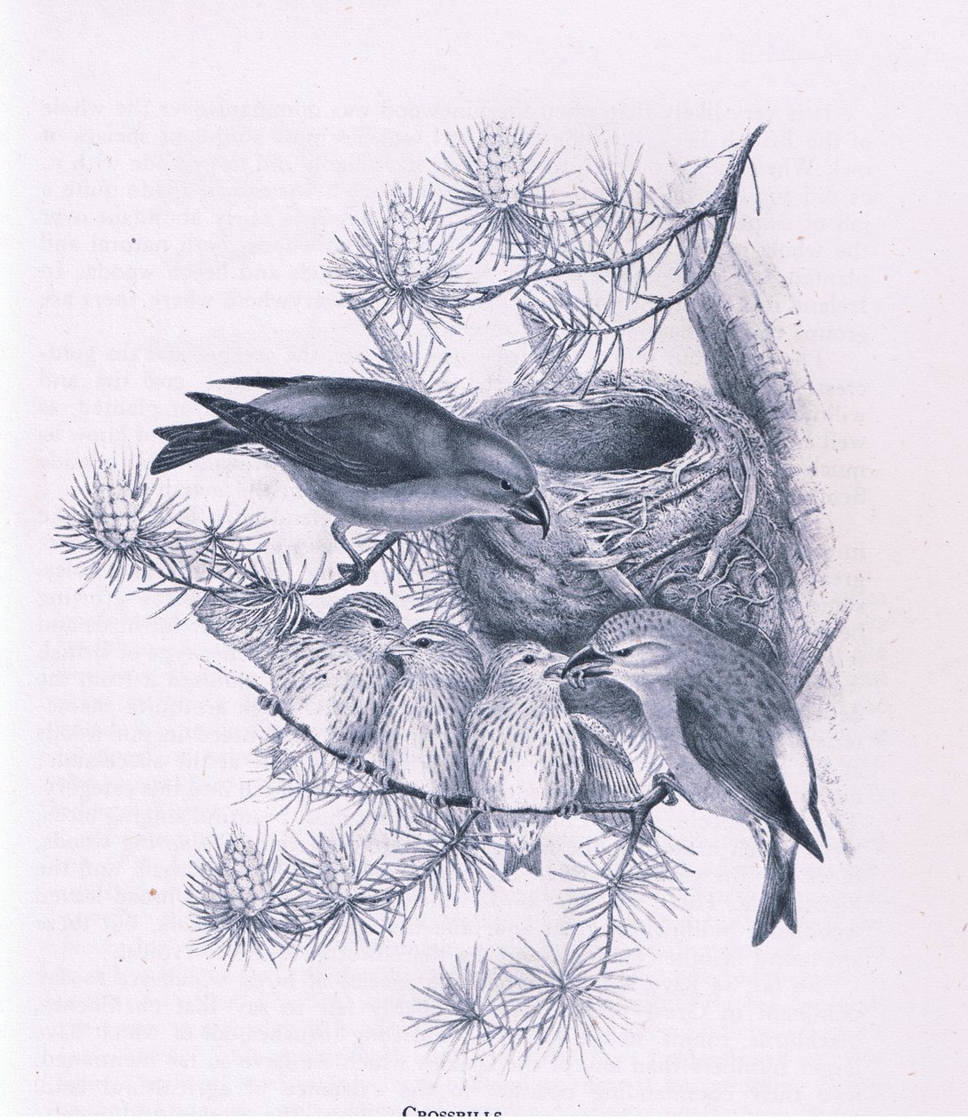 Crossbills, Nature in Britain wydane przez Collins, 1946 autorstwa Hendrik Gronvold