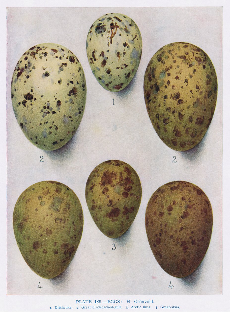 Jaja: mewa śmieszka: mewa pospolita: itd., ilustracja z „British Birds” autorstwa Kirkmana i Jourdaina, 1966 autorstwa Hendrik Gronvold
