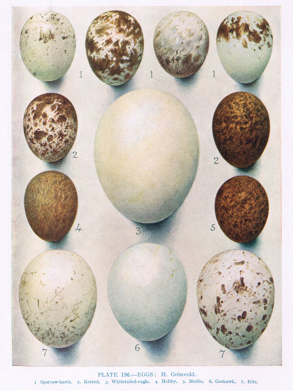 Jaja: błotniak montagu: błotniak błotny: itp., ilustracja z „British Birds” autorstwa Kirkmana i Jourdaina, 1966 autorstwa Hendrik Gronvold
