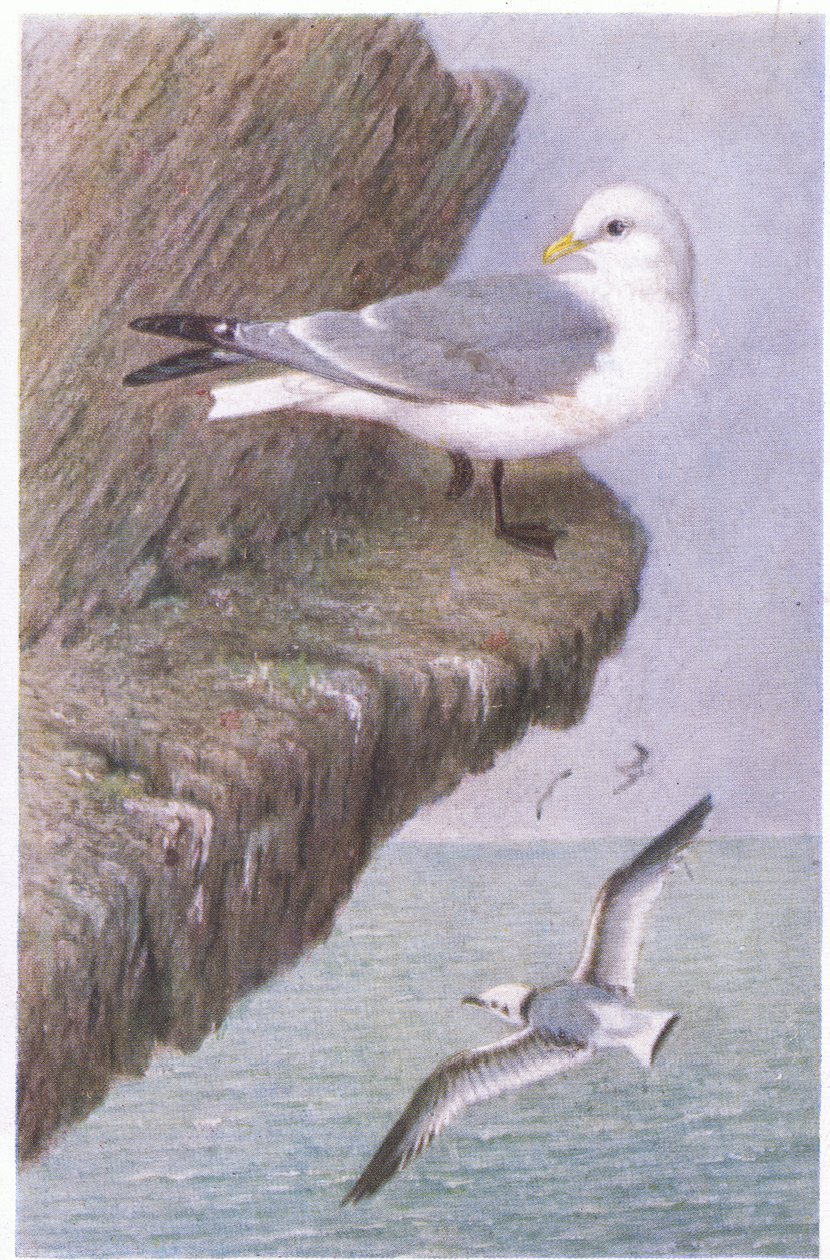 Kittiwake, Pocztówki, lata 30. XX wieku autorstwa Hendrik Gronvold