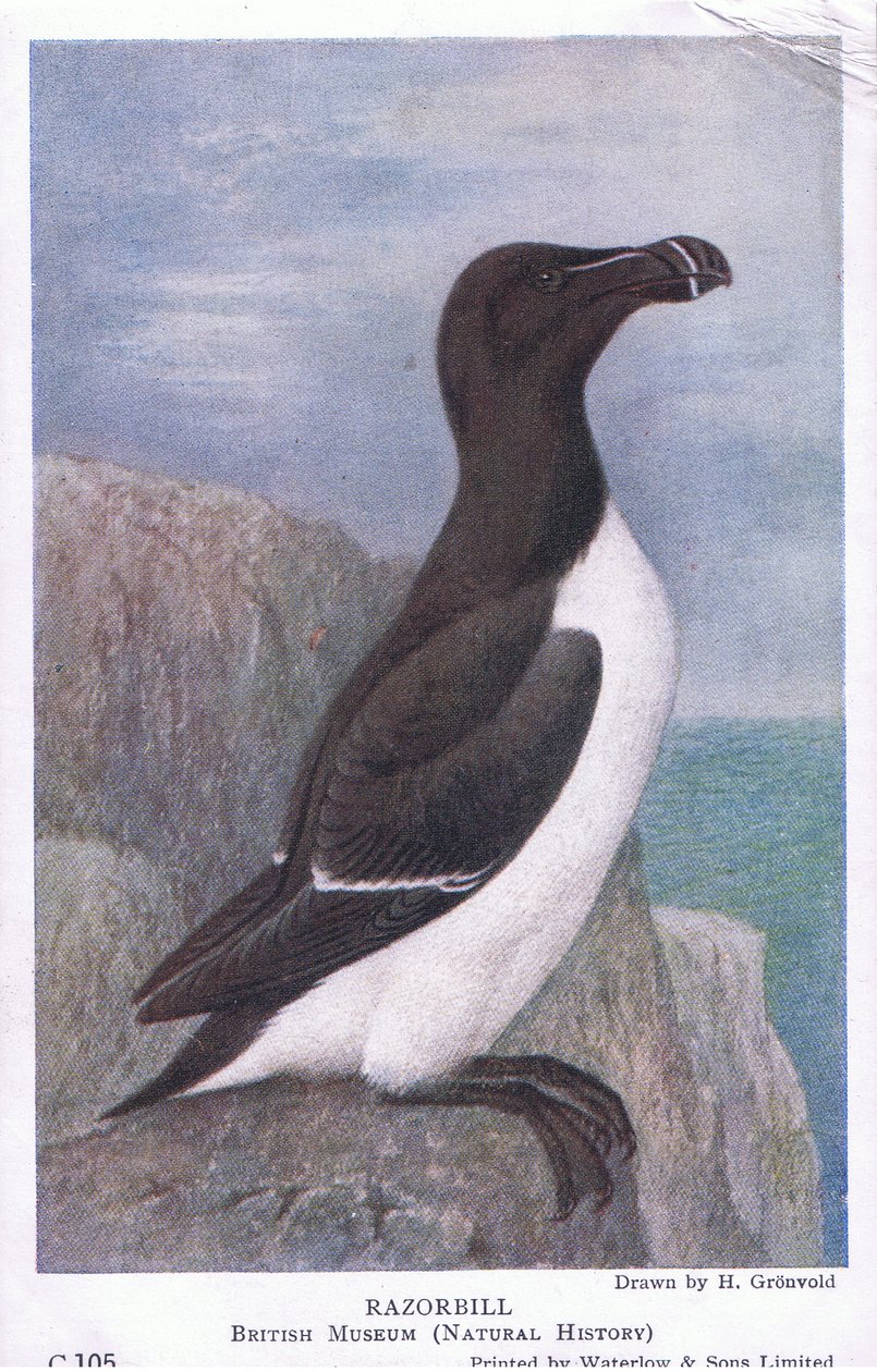 Razorbill, Pocztówki, lata 30. XX wieku autorstwa Hendrik Gronvold