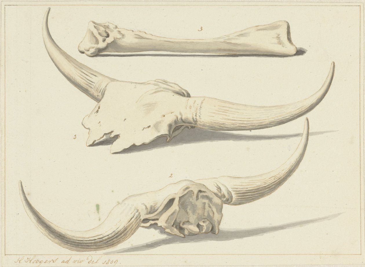 Skamieniałe kości tura, znalezione podczas powodzi, 1809 autorstwa Hendrik Hoogers
