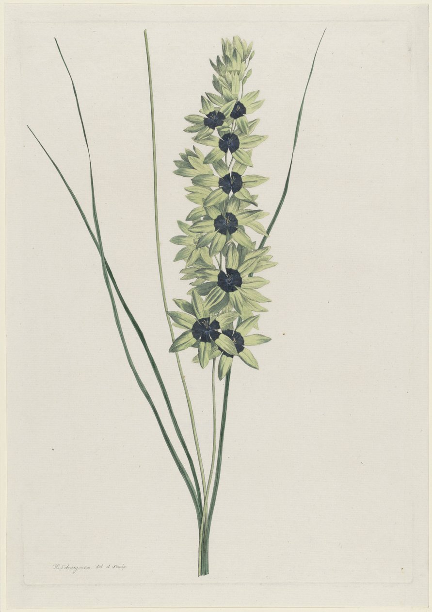 Irys afrykanerski (Ixia maculata verdi) autorstwa Hendrik Schwegman