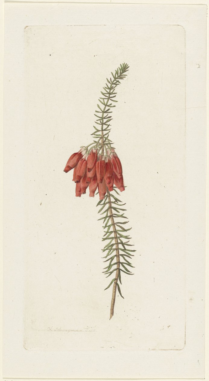 Kwiaty (Erica Mammosa) autorstwa Hendrik Schwegman