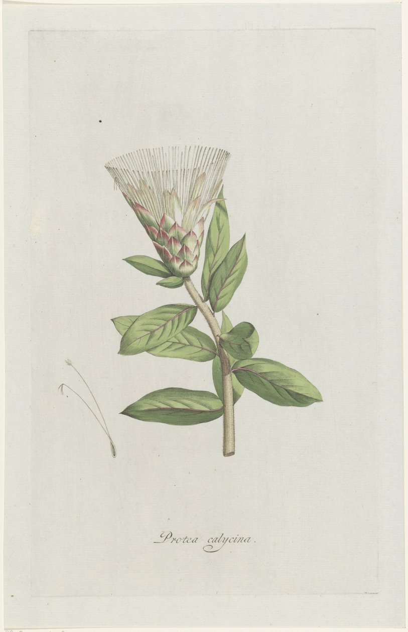 Protea Protea calycina (tytuł na obiekcie) autorstwa Hendrik Schwegman