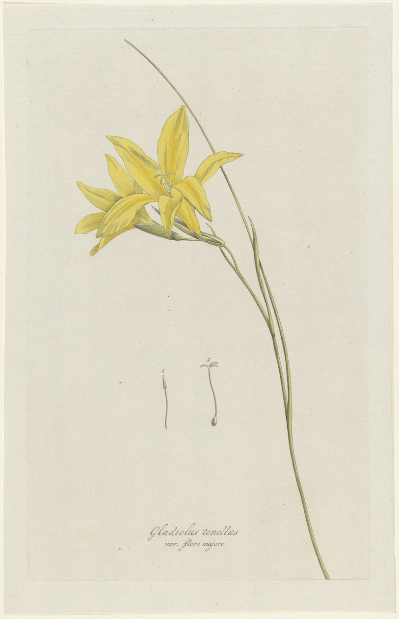 Lilia Miecza (Gladiolus carinatus Aiton) Mieczyk tenellus var. flore majore (tytuł na obiekcie) autorstwa Hendrik Schwegman