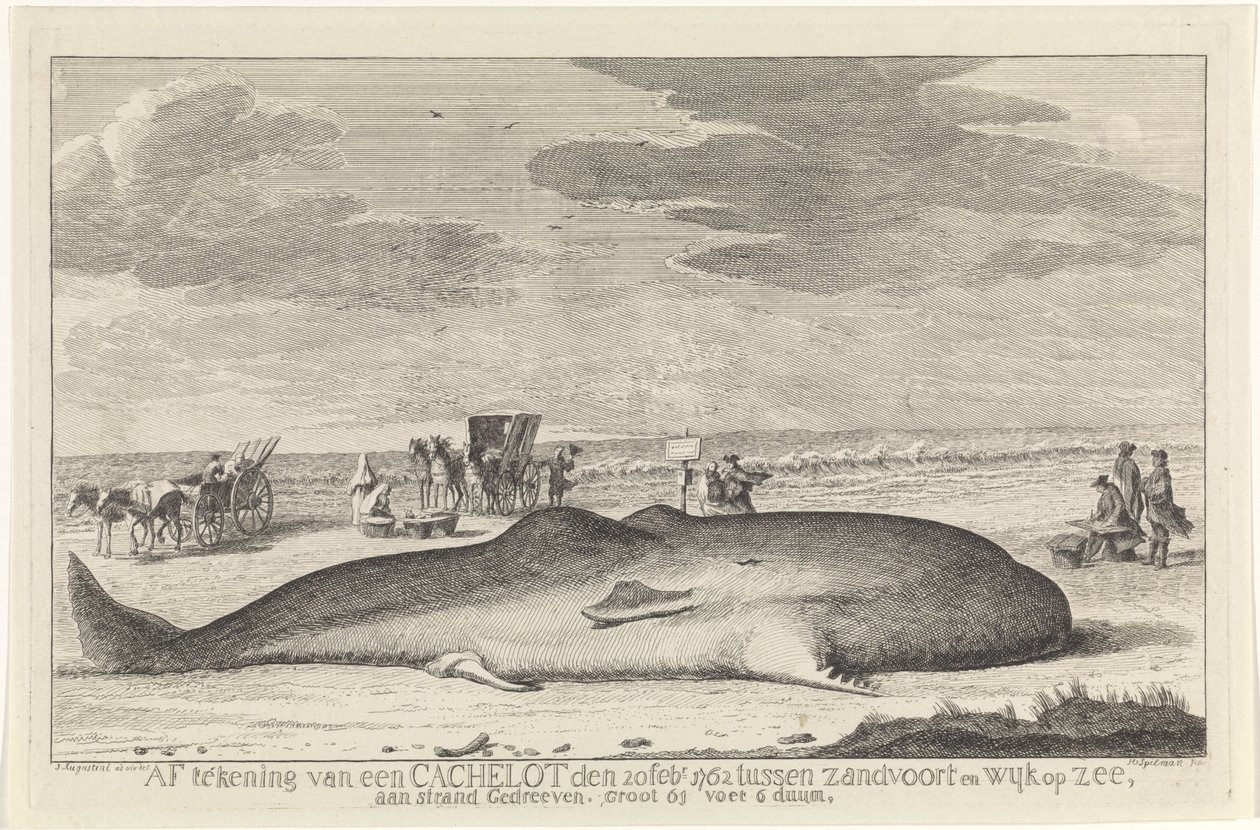 umyty kaszalot Wylogowanie się z parkingu podręcznego 20 lutego 1762 r. między Zandvoort i Wyk op Zee, jadąc po plaży, duży 61 stóp i 6 duum. (tytuł na obiekcie) autorstwa Hendrik Spilman