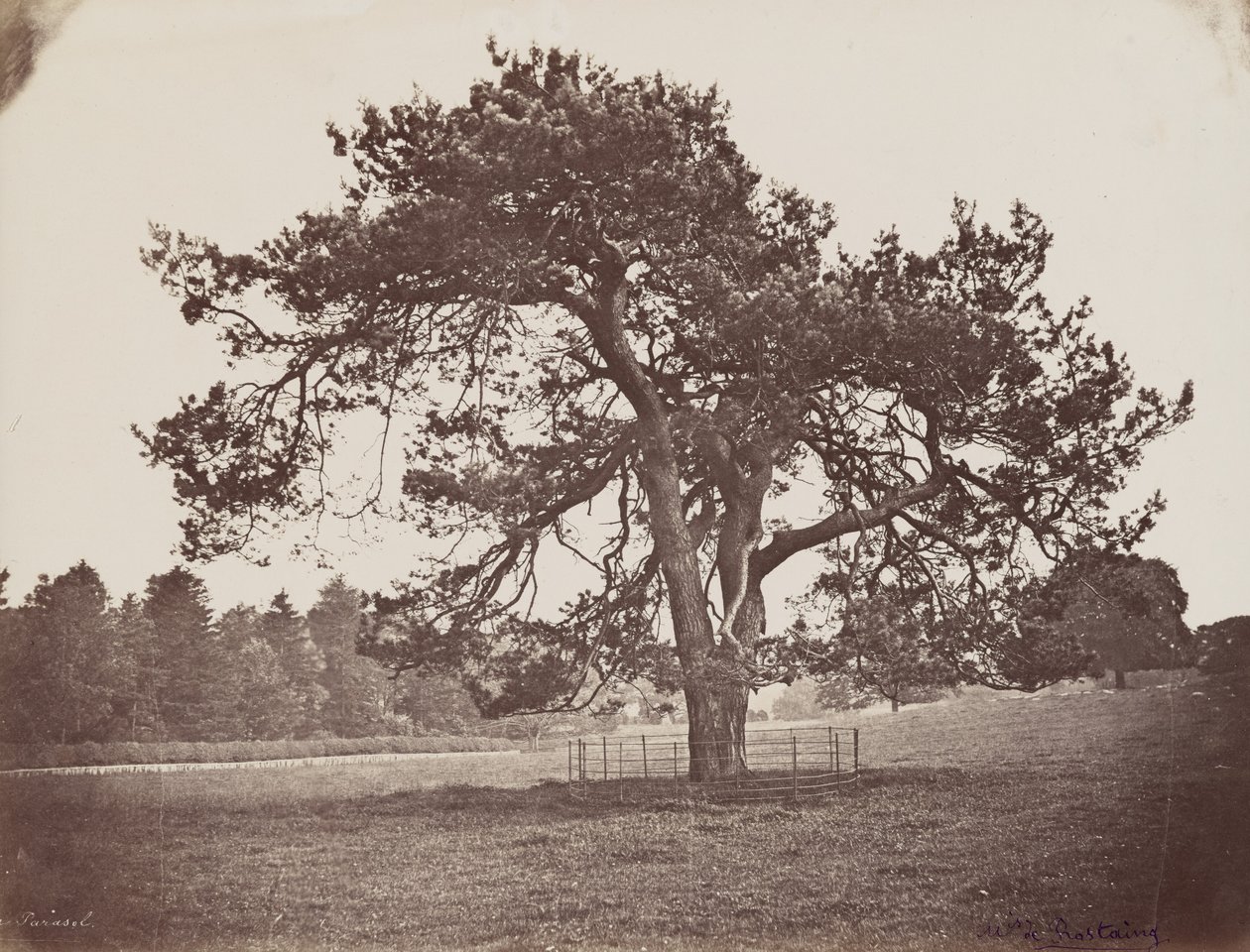 Hamilton Palace Park (sosna parasolowa), ok. 1858 r. (zdjęcie) autorstwa Henri Charles de Rostaing