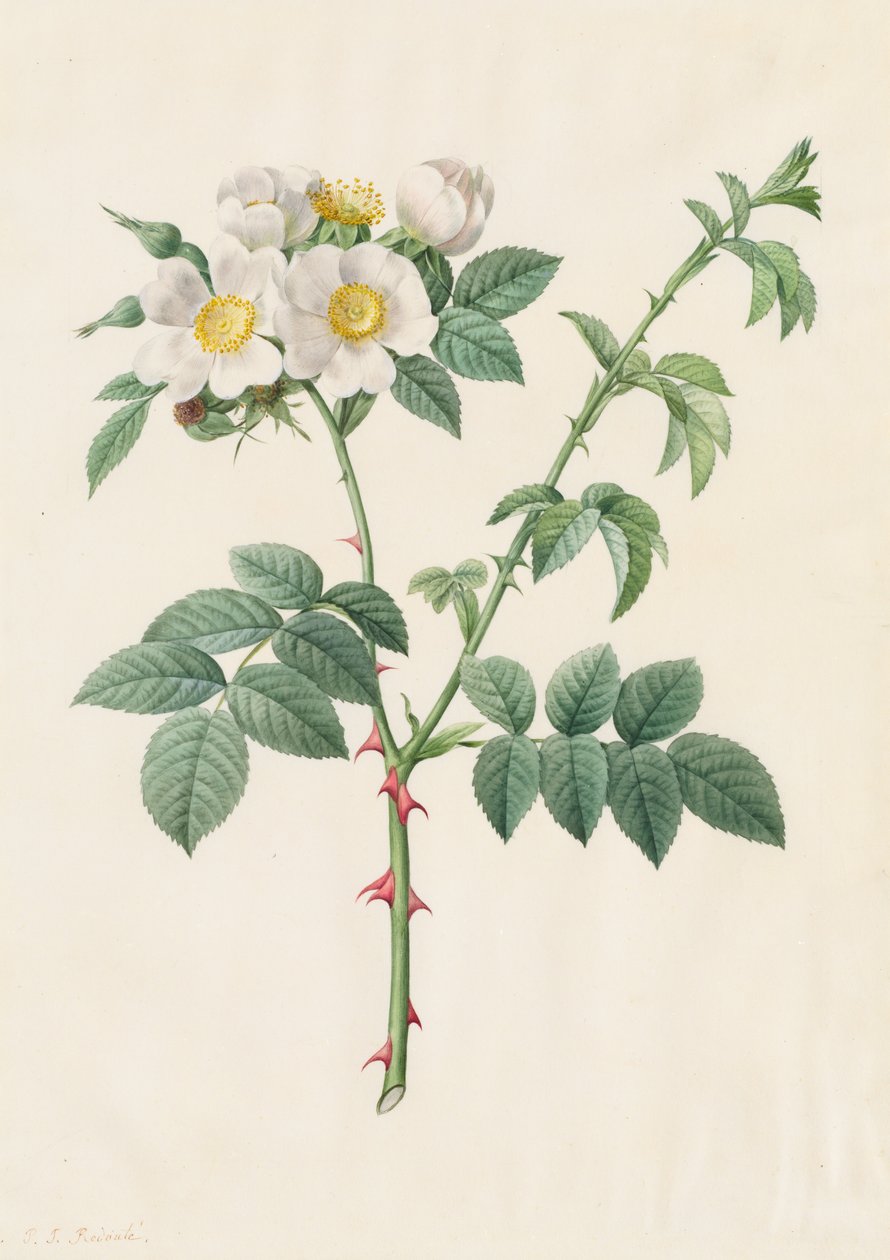 Brier Bush Rose lub Dog Rose Rosa Leucantha, 1817-1824. autorstwa Pierre Joseph Redouté
