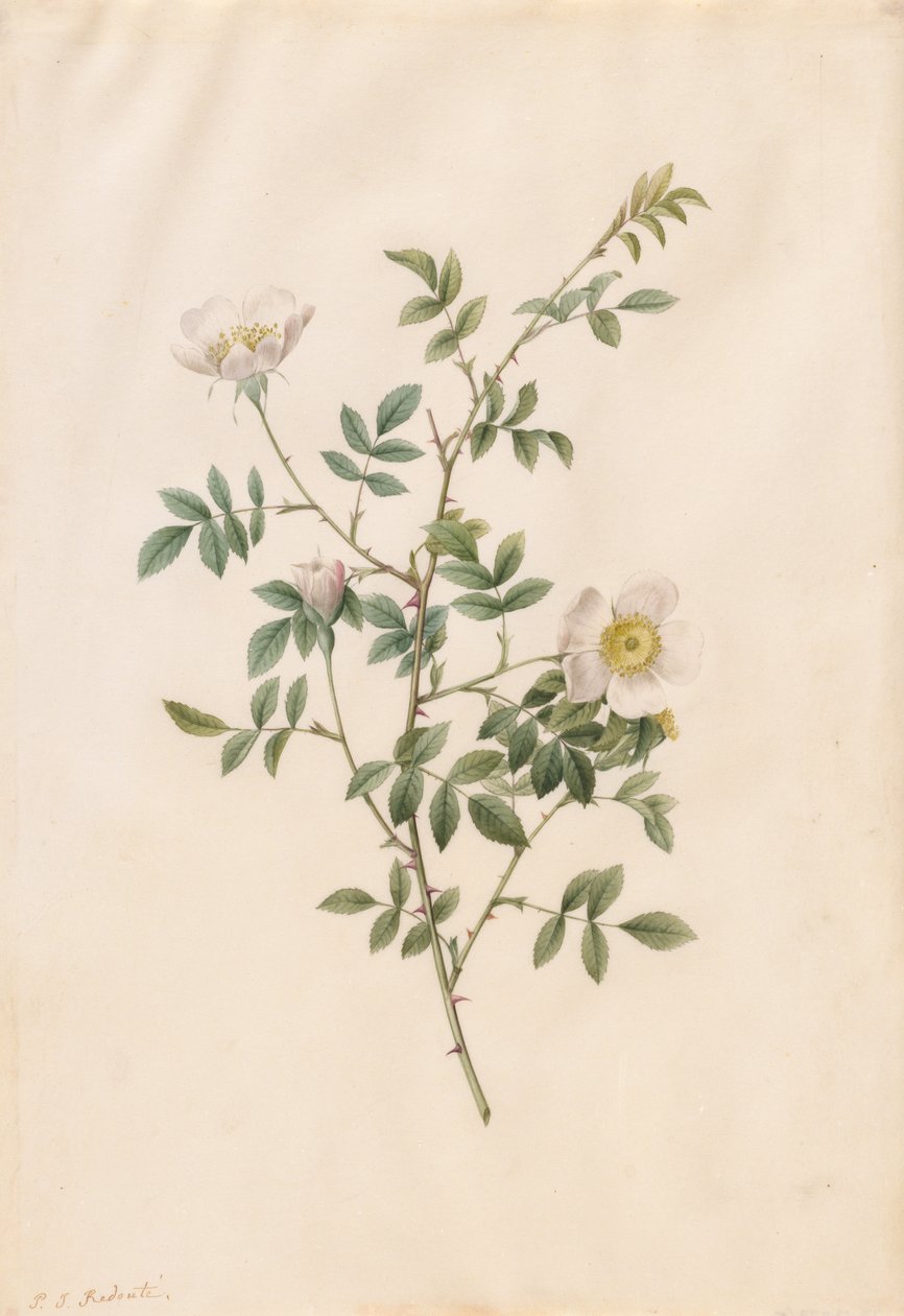 Brier Bush Rose lub Dog Rose Rose Sepium Rosea, 1817-1824. autorstwa Pierre Joseph Redouté
