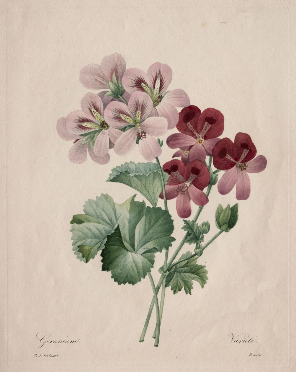 Geranium, 1827. autorstwa Pierre Joseph Redouté