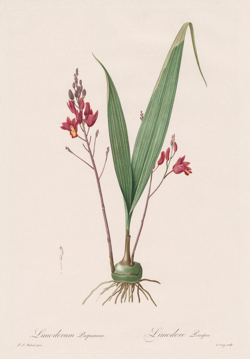 Les Liliacées: Limodorum purpureum, 1802-1816 autorstwa Pierre Joseph Redouté