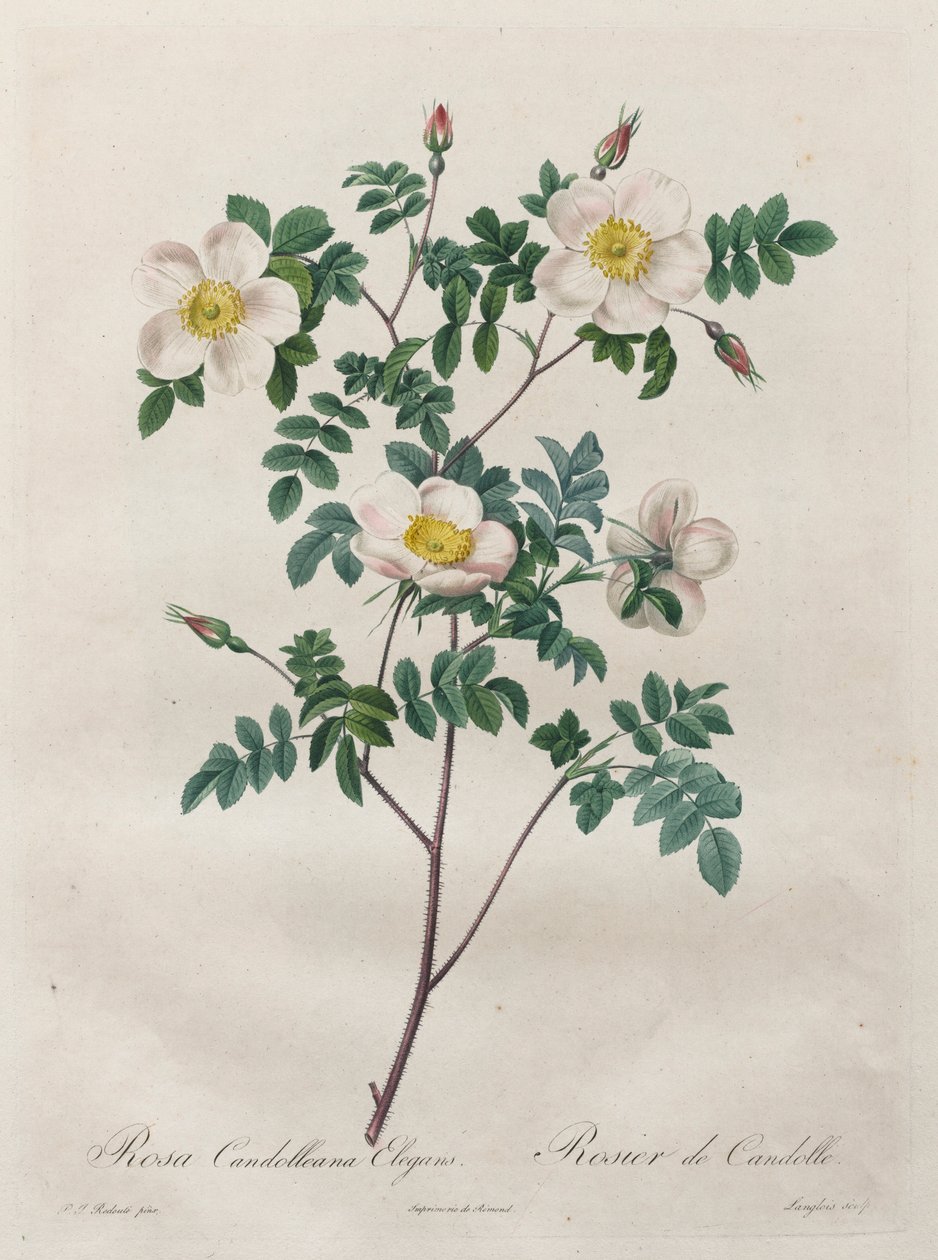 Róże: Rosa Candolleana Elegans, 1817-1824. autorstwa Pierre Joseph Redouté