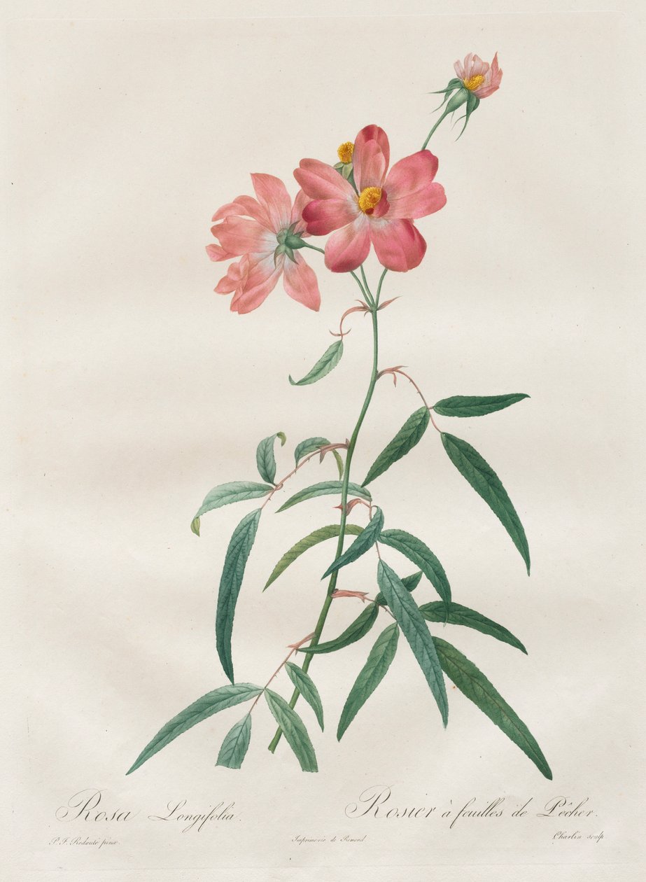 Róże: Rosa Longifolia, 1817-1824. autorstwa Pierre Joseph Redouté