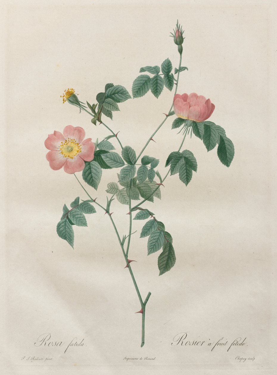 Les Roses: Rosa indica, 1817-1824. autorstwa Pierre Joseph Redouté