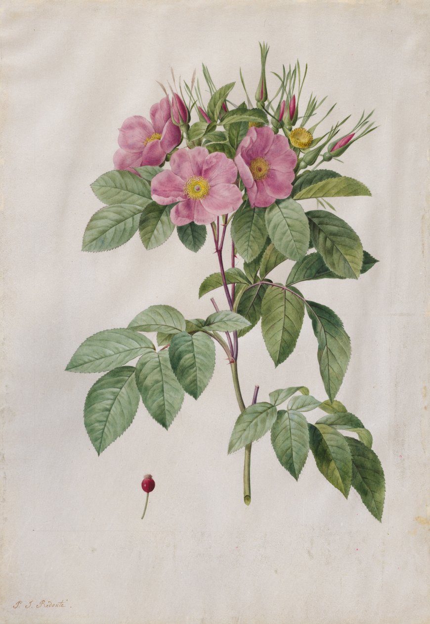 Pastwisko Rose Rosa Carolina Corymbosa, 1817-1824. autorstwa Pierre Joseph Redouté