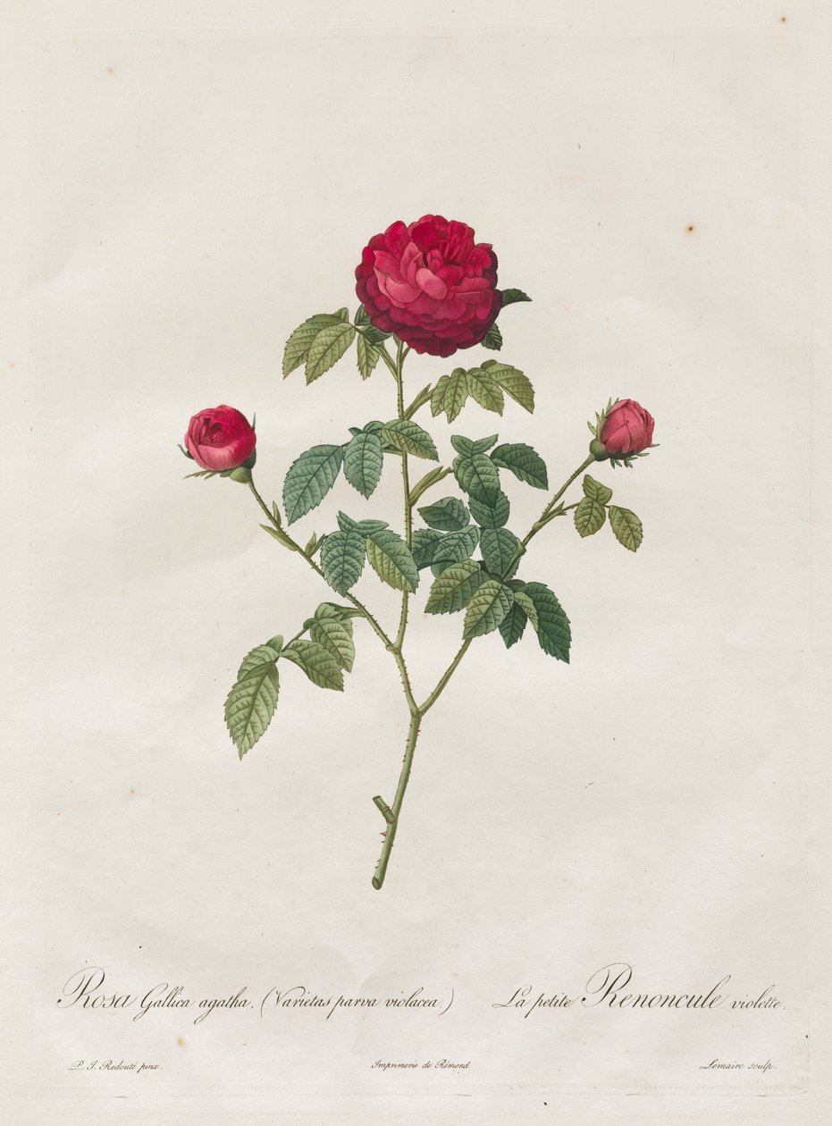 Prowansja lub róża francuska, 1817-1824. autorstwa Pierre Joseph Redouté