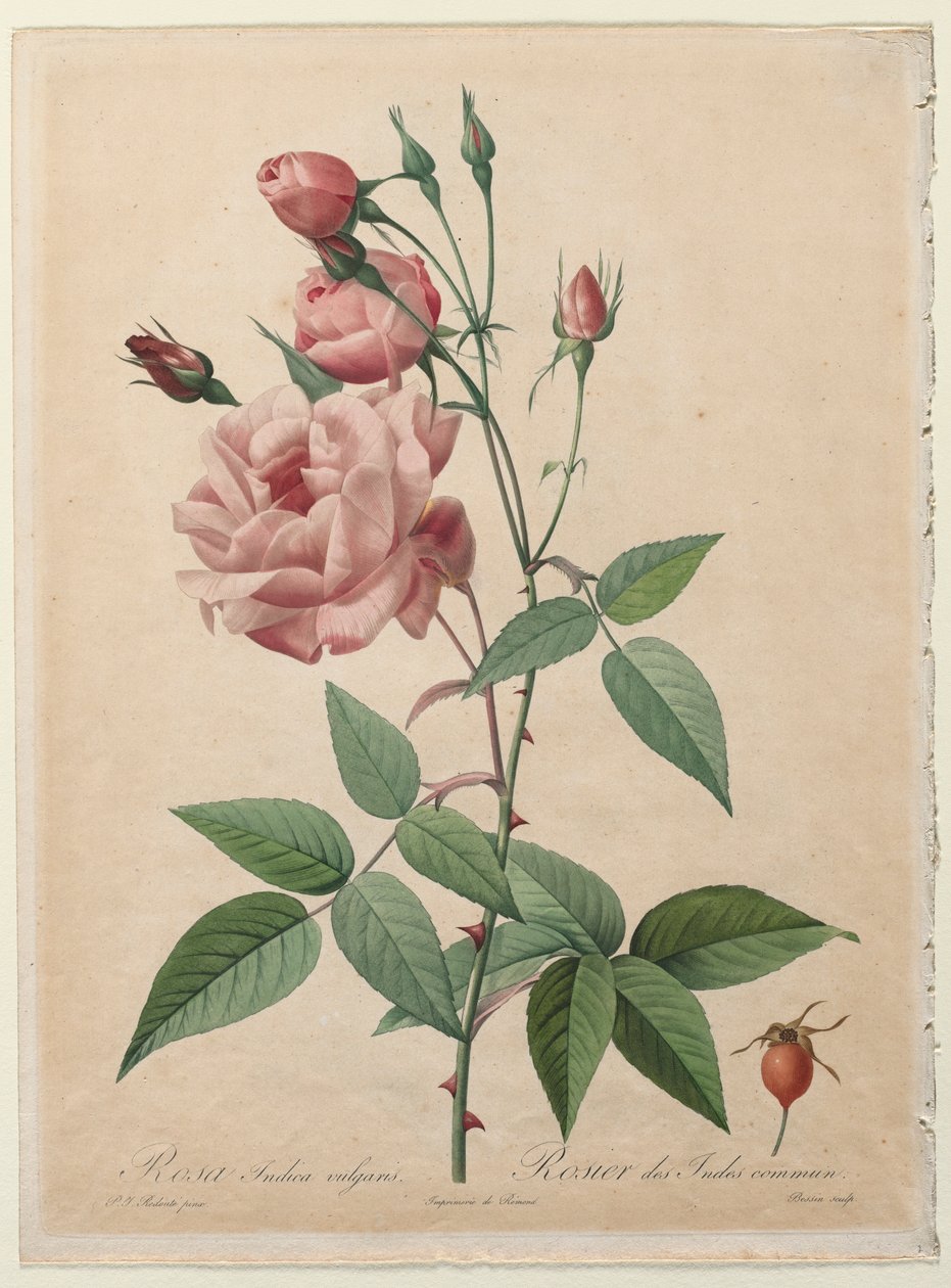 Róże: Chiny lub Róża bengalska, 1817-1824. autorstwa Pierre Joseph Redouté