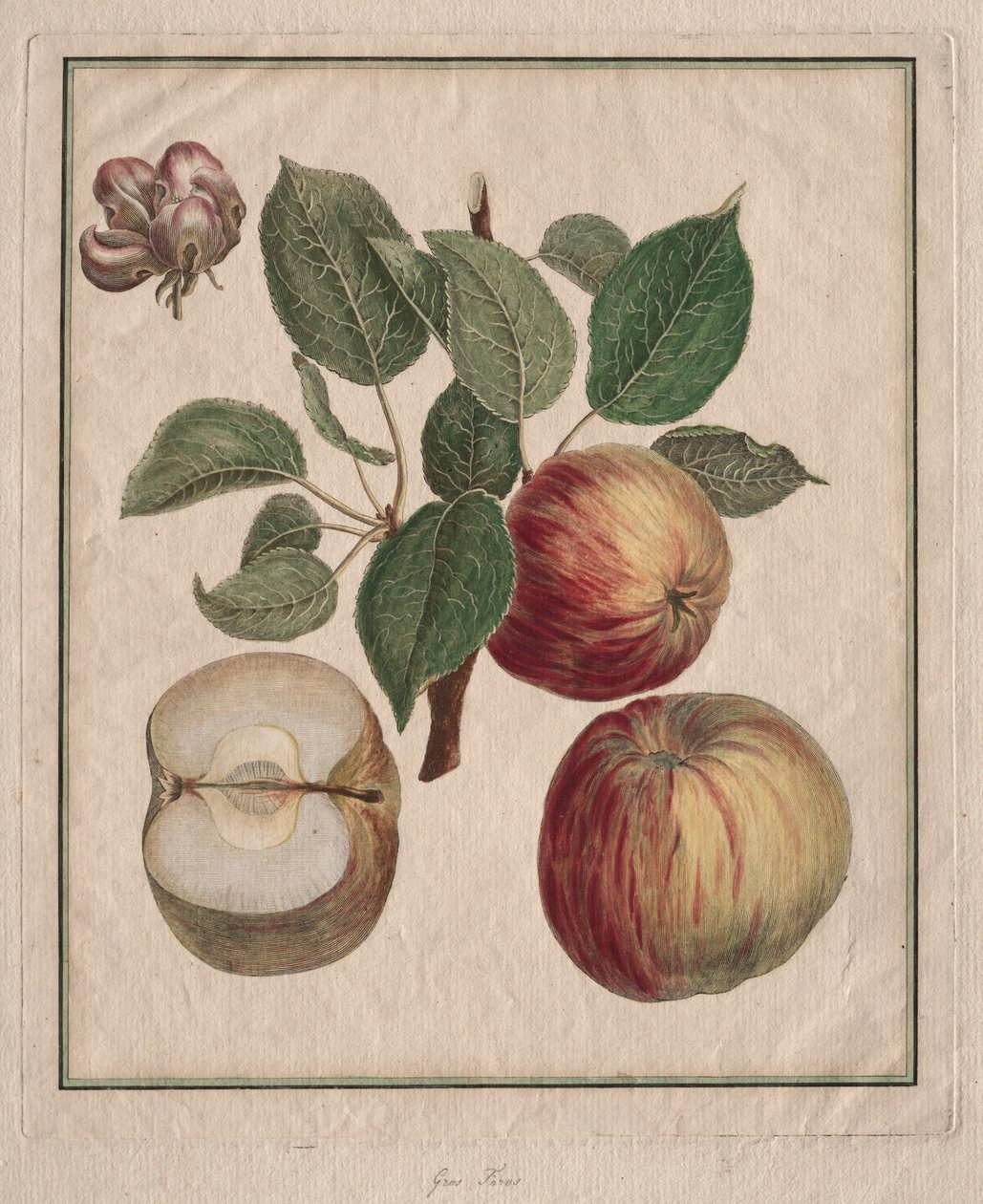 Jabłko z Liściem i Kwiatem Owocowym, 1768. autorstwa Henri Louis Duhamel du Monceau