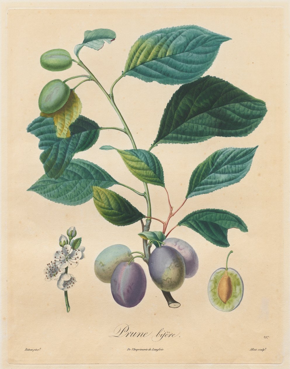 Traktat o drzewach owocowych: Bifer Plum autorstwa Henri Louis Duhamel du Monceau