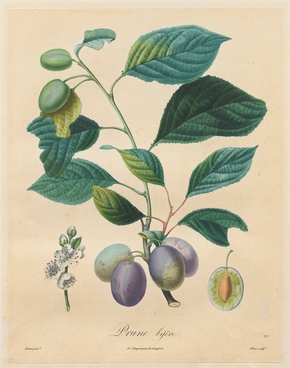 Traktat o drzewach owocowych: Prune bifère, 1808-1835. autorstwa Henri Louis Duhamel du Monceau