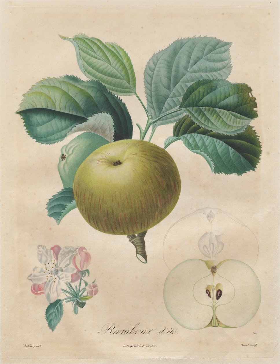 Traktat o drzewach owocowych: Summer Rambour autorstwa Henri Louis Duhamel du Monceau