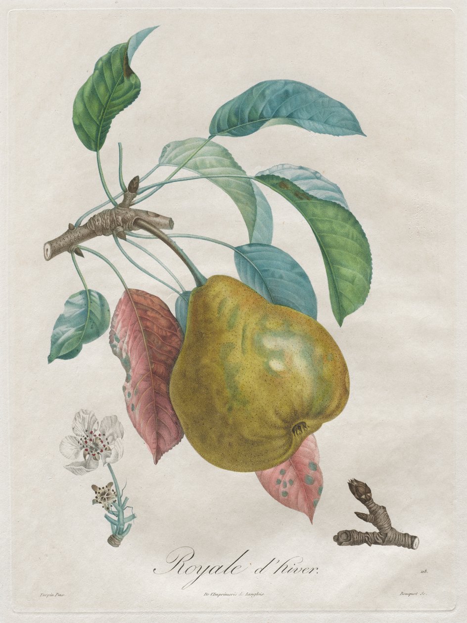 Traktat o drzewach owocowych: Winter Royal autorstwa Henri Louis Duhamel du Monceau