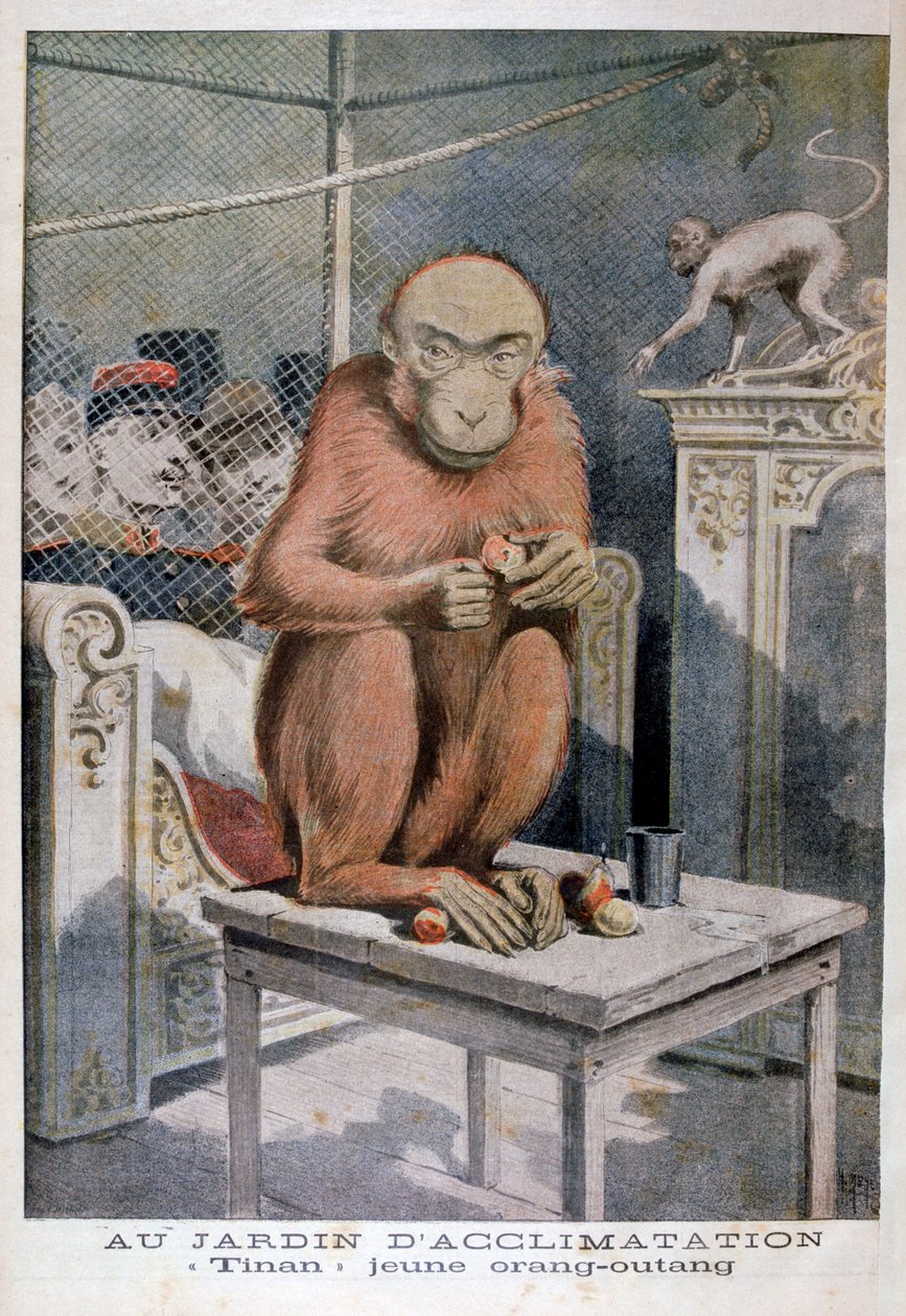 Orangutan Tinan, 1896 autorstwa Henri Meyer