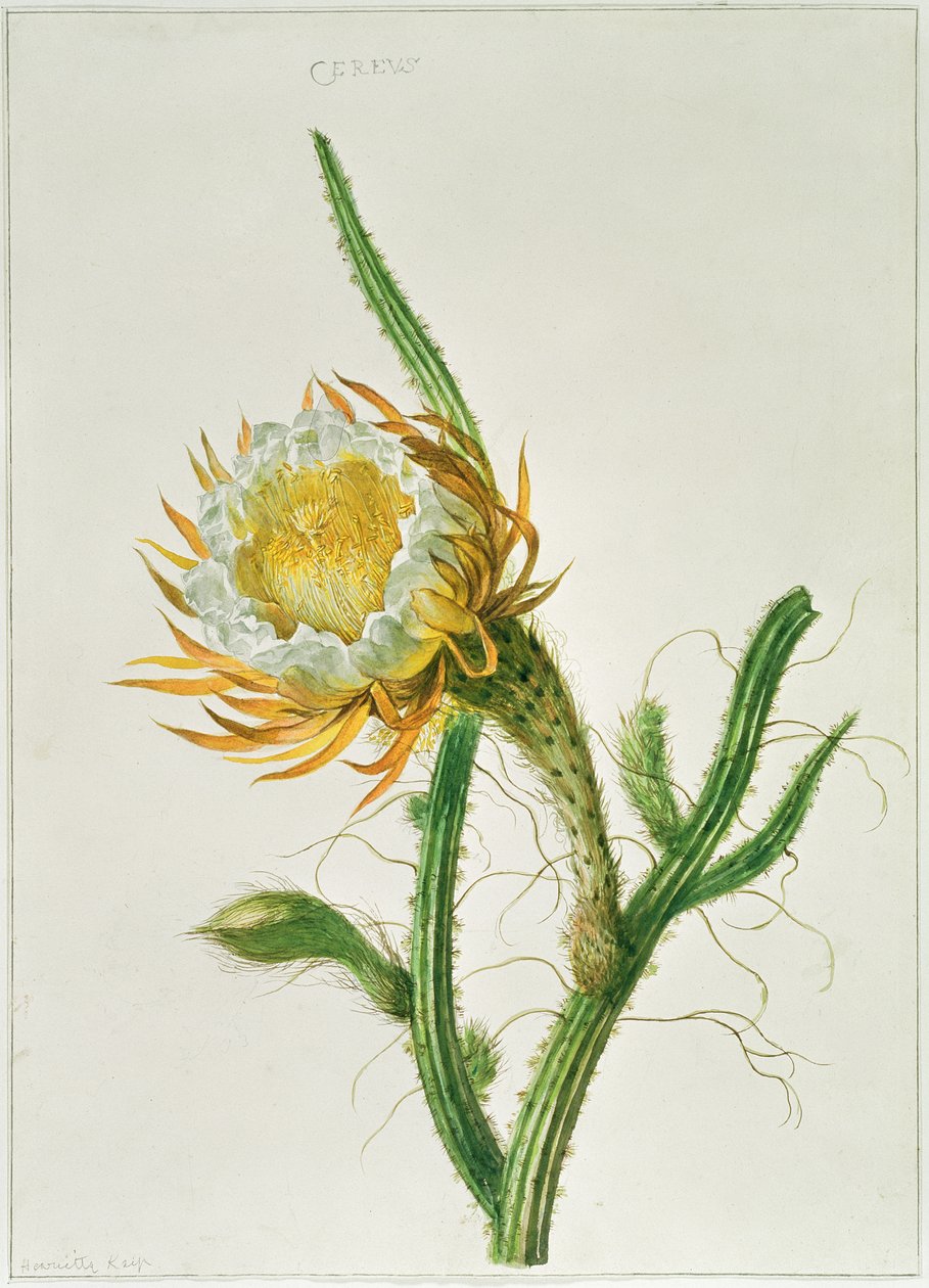 PD.729-11973 Kaktus nocny (Selenicereus grandiflorus), pochodzący z Jamajki autorstwa Henriette Gertruide Knip