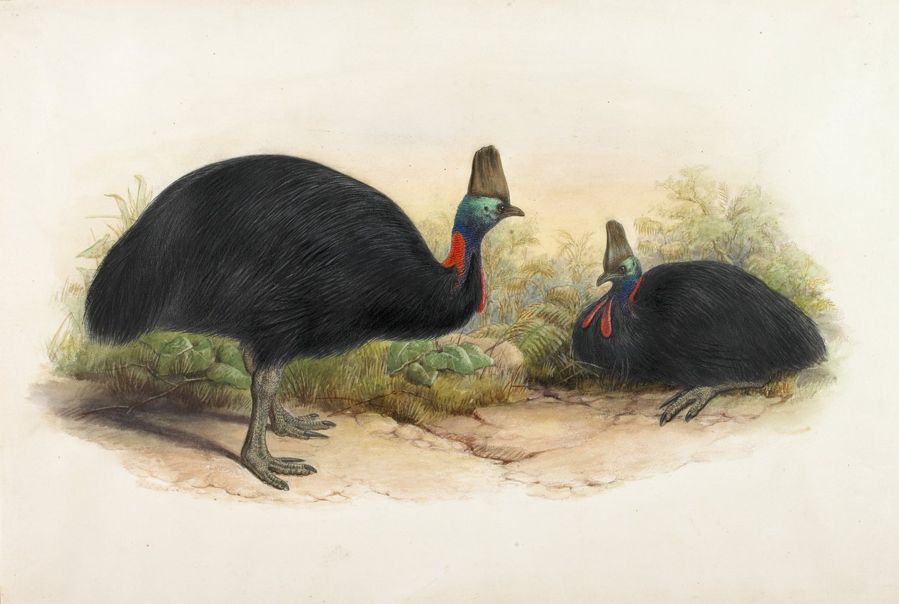 Kasjowar południowy, Casuarius casuarius autorstwa Henry Constantine Richter