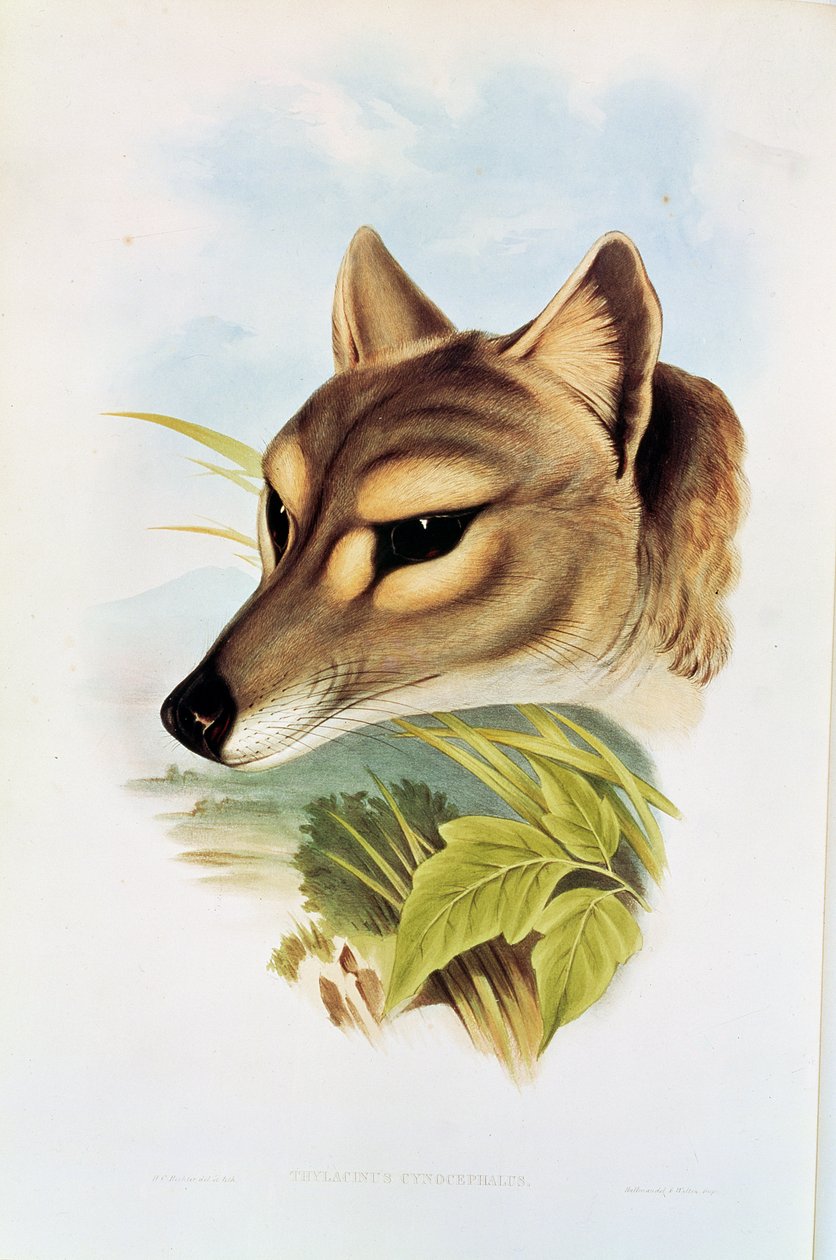 Wilk tasmański lub tygrys (thylacinus cynocephalus) autorstwa Henry Constantine Richter