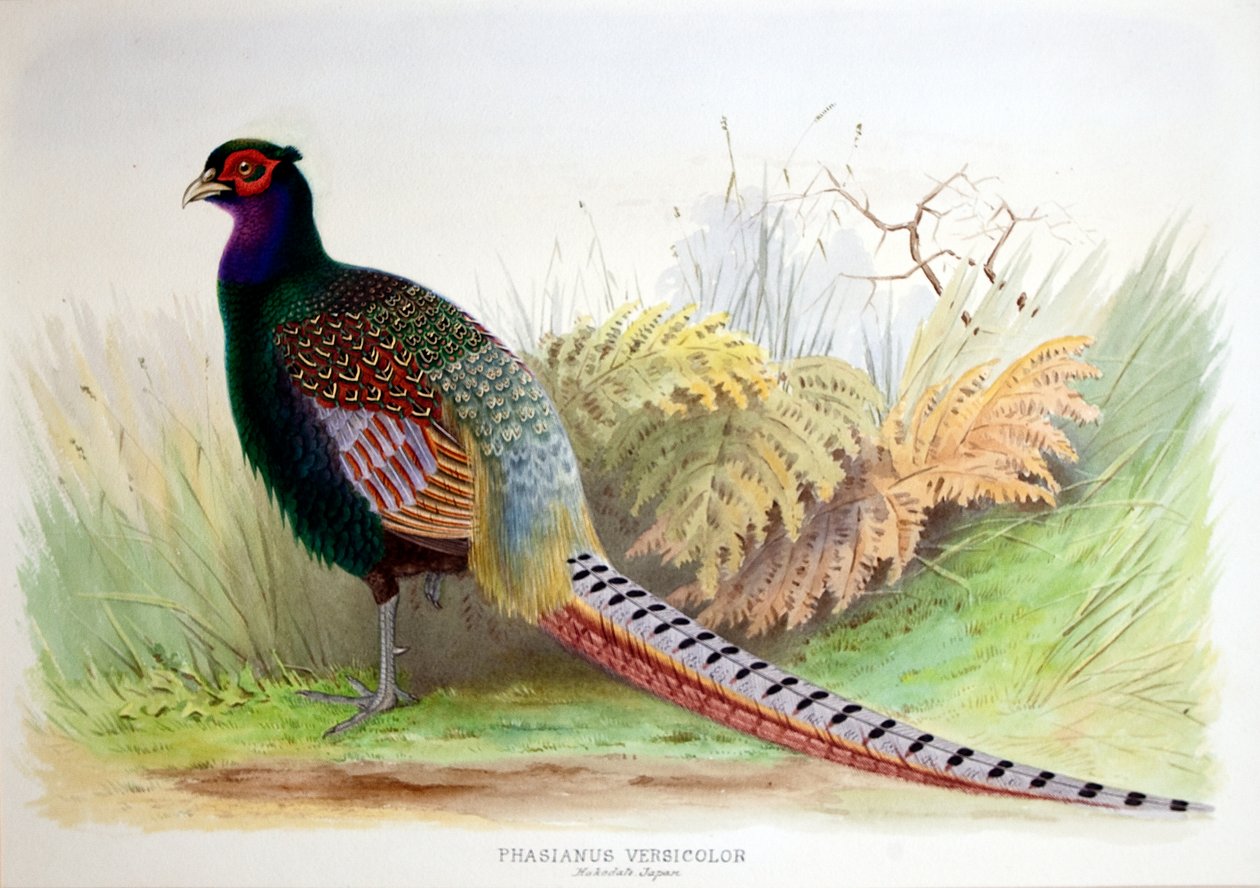 Phasianus Versicolor, ok. 1896-1921 autorstwa Henry Jones