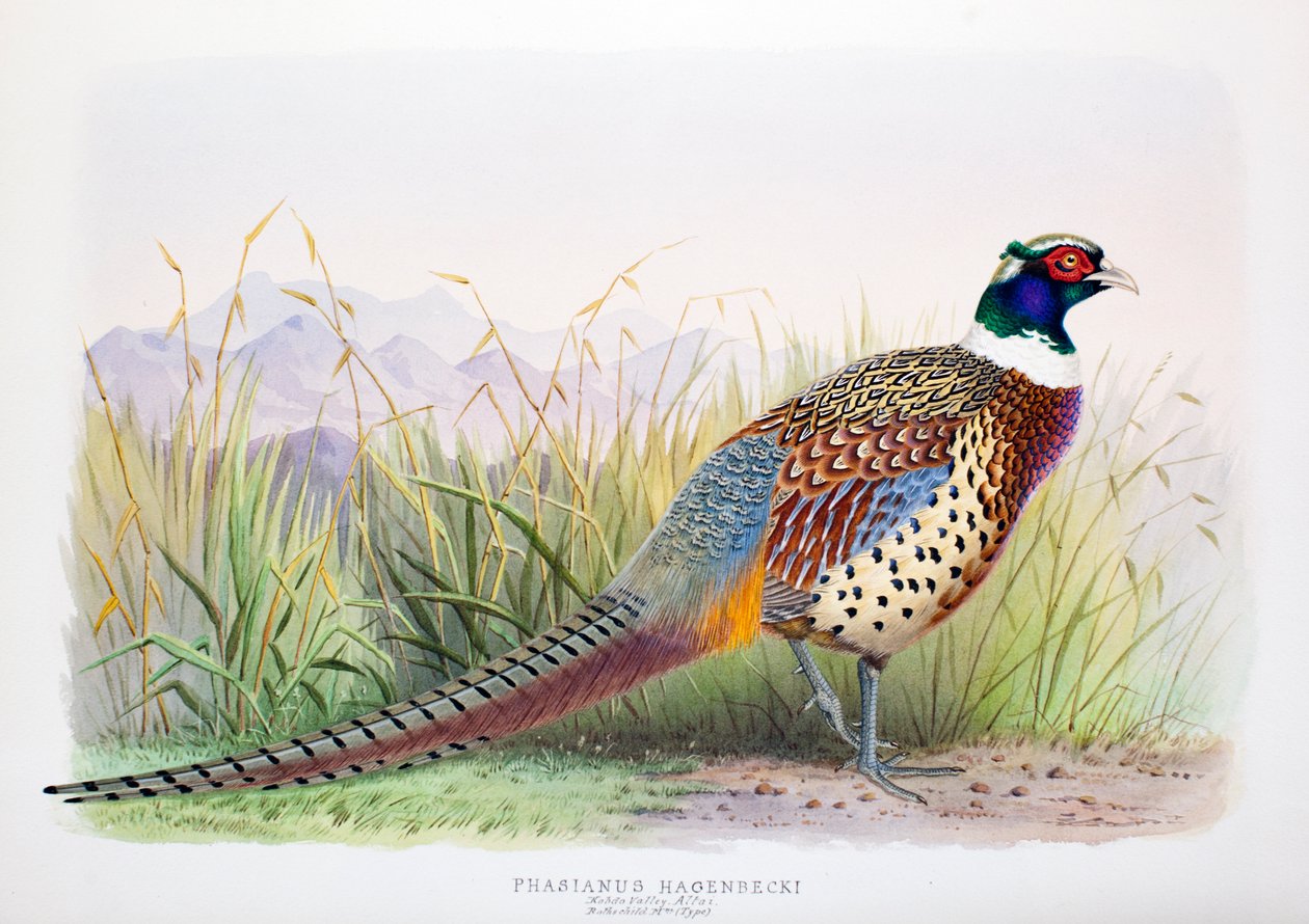 Fasianus hagenbecki, 1906-7 autorstwa Henry Jones