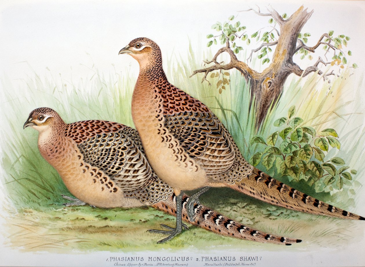 Phasianus mongolicus i Phasianus shawi, 1906-7 autorstwa Henry Jones