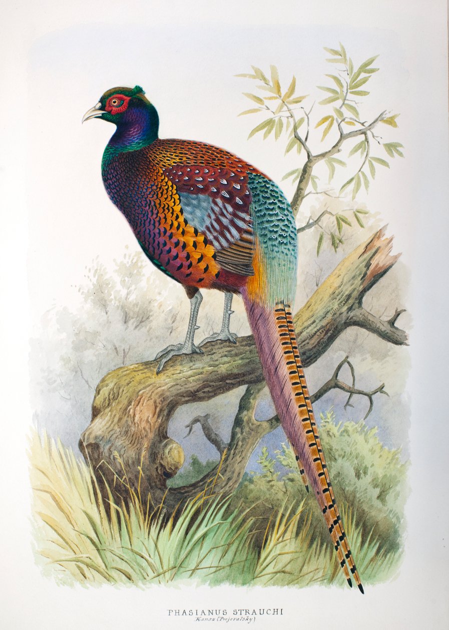 Fasianus strauchi, 1906-7 autorstwa Henry Jones