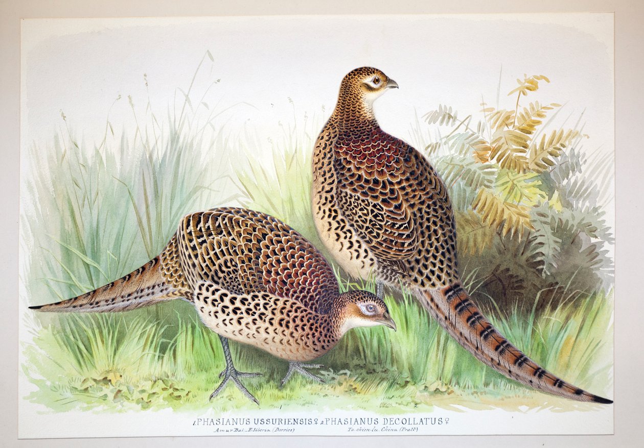 Phasianus ussuriensis i Phasianus delocllatus, 1906-7 autorstwa Henry Jones