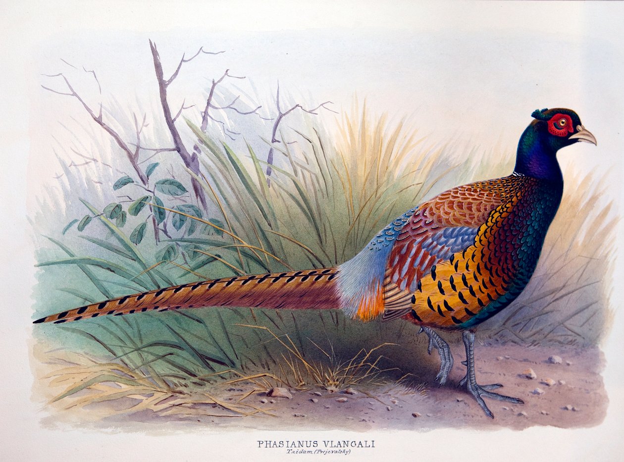 Phasianus vlangali, ok. 1896-1921 autorstwa Henry Jones