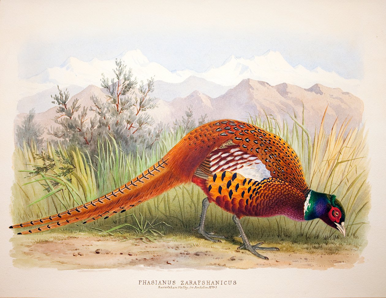 Fasianus zarafshanicus, ok. 1896-1921 autorstwa Henry Jones