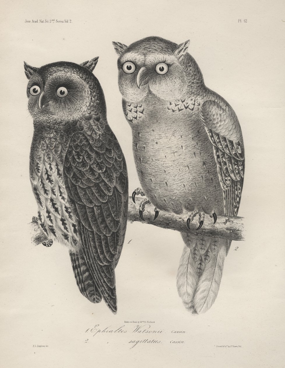 1. Ephialtes Watsonii, 2. (Ephialtes) Sagittatus, litho J.T. Bowena, 1850 r autorstwa Henry Louis Stephens