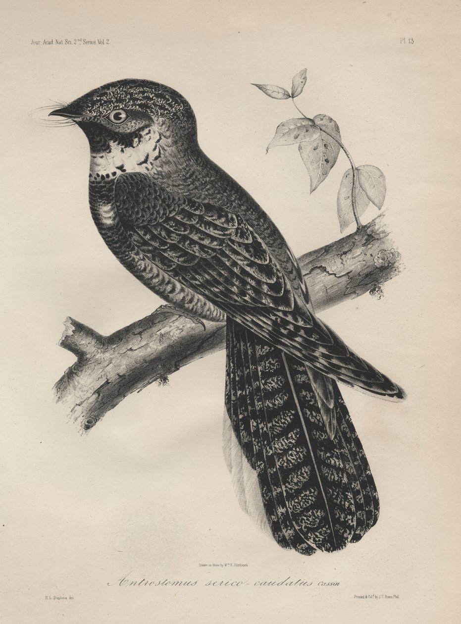 Antrostomus Jedwabnego Ogoniastego, lito J.T. Bowena, 1850 r autorstwa Henry Louis Stephens