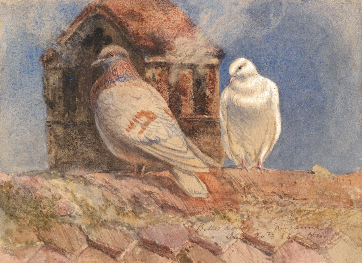 Gołębie odpoczywające na dachu, Belles Roches, Lozanna, 1856 (toaleta, ołówek, długopis i brązowy atrament wzmocnione bielą na papierze) autorstwa Henry Moore
