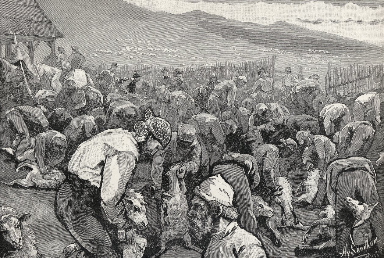 Sheepshearing w południowej Kalifornii, z "The Century Illustrated Monthly Magazine", maj - październik, 1883 autorstwa Henry Sandham