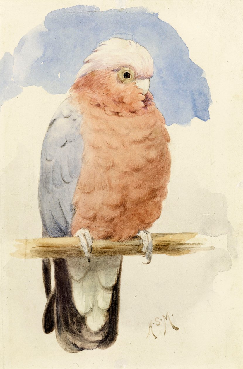 Kakadu różowopierśna, ok. 1890 r. autorstwa Henry Stacey Marks