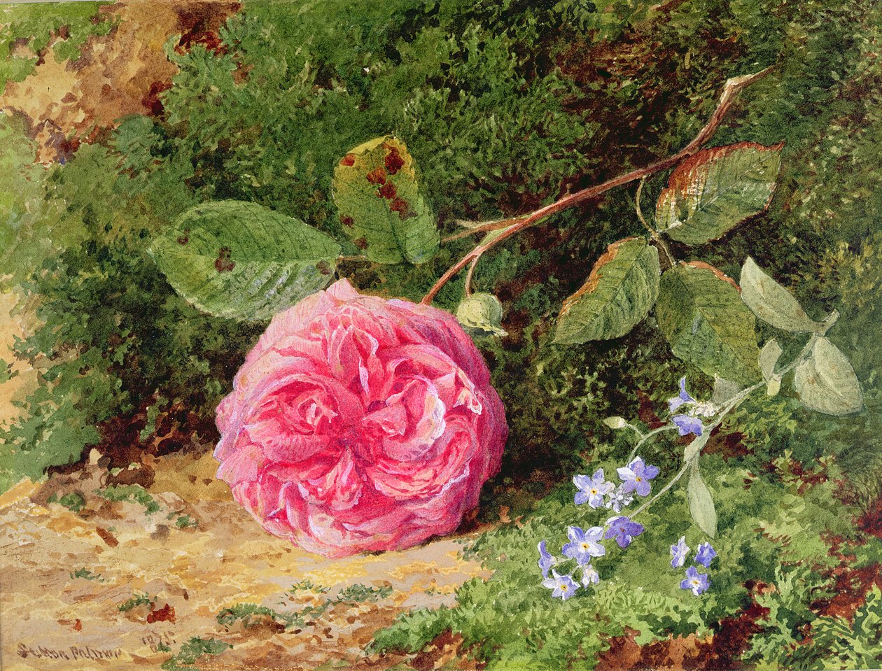 Różowa róża na omszałym brzegu, 1875 autorstwa Henry Sutton Palmer
