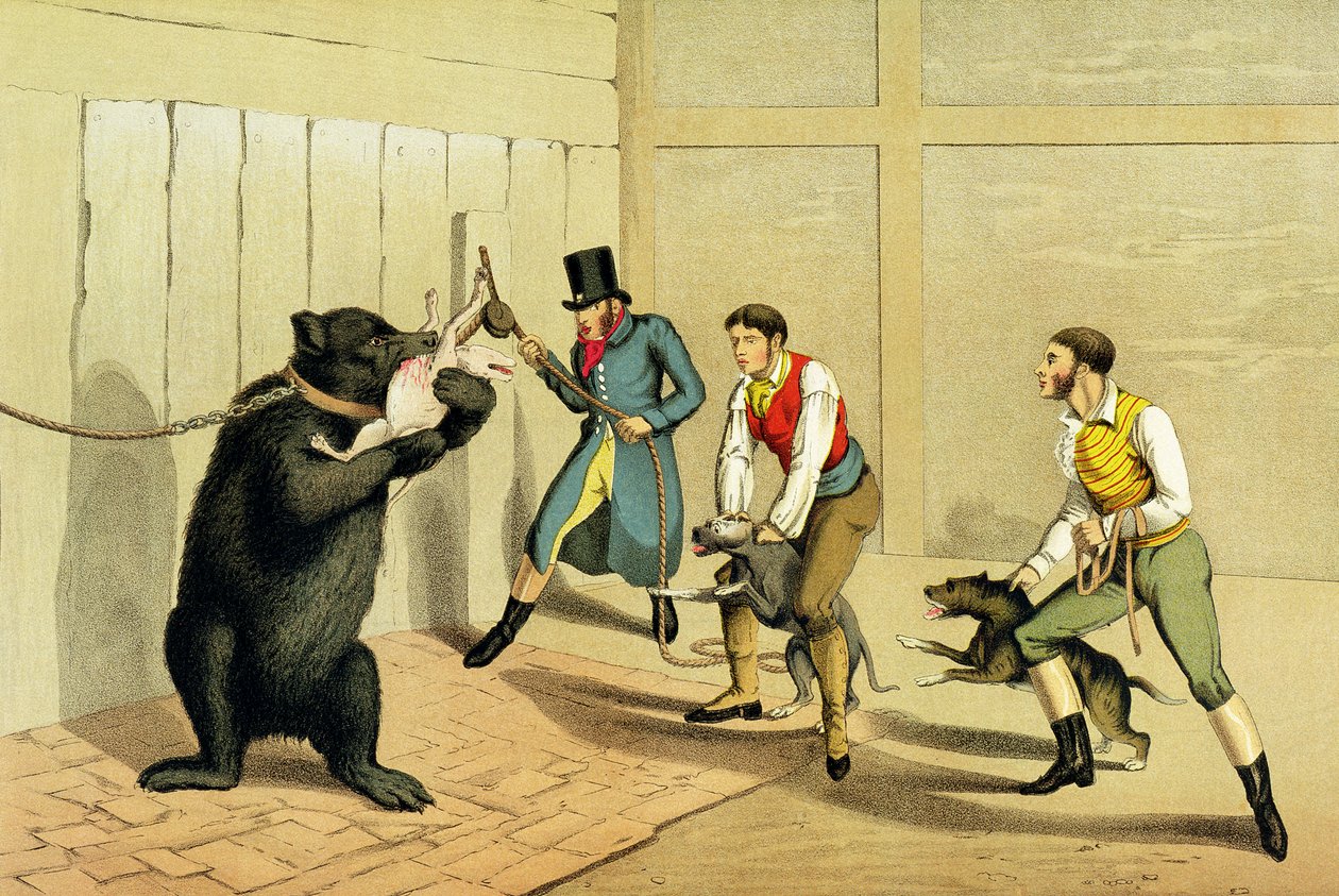 „Bear Baiting”, wyd. Thomas McLean, 1820, (druk sportowy) autorstwa Henry Thomas Alken