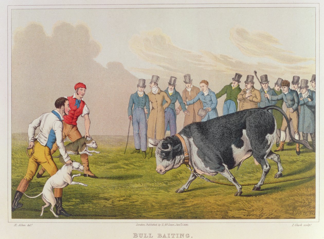 Bull Baiting", wyd. Thomas McLean, 1820, (odbitka) autorstwa Henry Thomas Alken