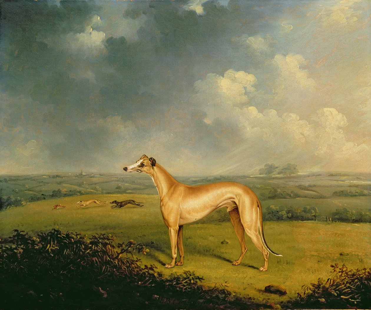 Wielebny Henry Bate Dudley Greyhound „Młynarz” autorstwa Henry Bernard Chalon