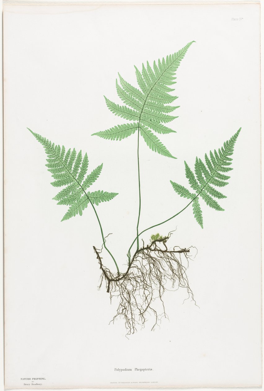 Paprocie Wielkiej Brytanii i Irlandii: Polypodium Phegopteris autorstwa Henry Bradbury